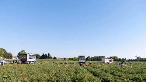 Panoramic view of farmers working in tomatos field in summer- South of Italy Stock Footage 80097766