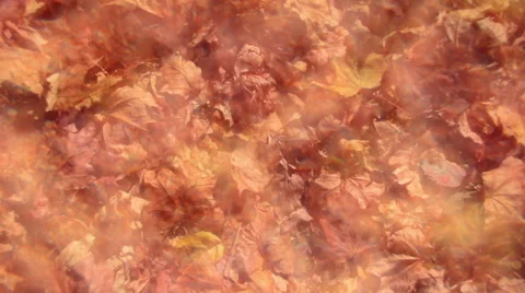 Panoramic view of fascinating kaleidoscopic pattern with fallen maple leaves Vídeo Stock 55222189