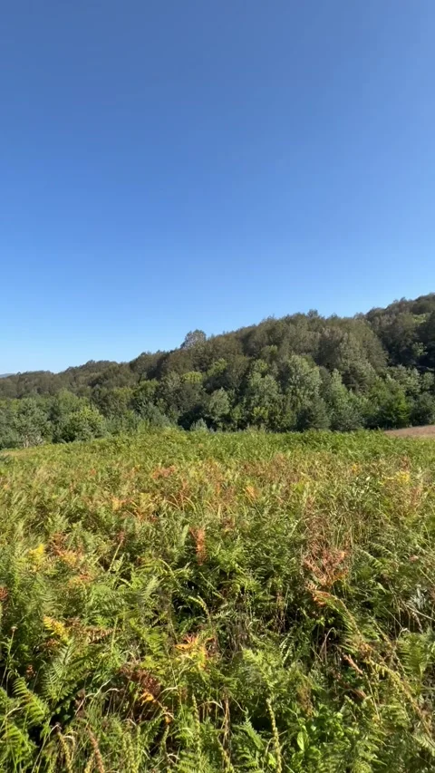 Panoramic View of a Fern Meadow and Forested Hills Stock Footage 345023155
