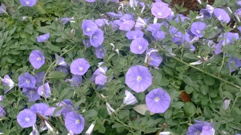 Panoramic view of a field of convolvulus sabatius Video stock 88989028