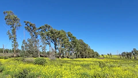 Panoramic view of a field covered with yellow flowers (Diplotaxis tenuifoli.. Stock Footage 308420327