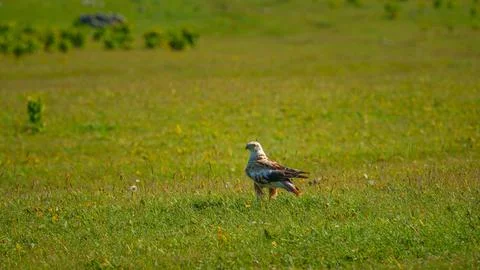 A panoramic view of a field with a Long-legged buzzard bird or Buteo rufinus  Foto stock