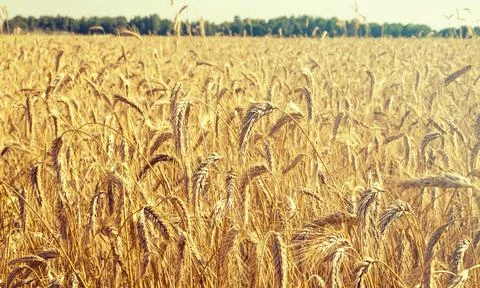 Panoramic view of field with rye, wheat before harvest in autumn sunny day Stock Photos