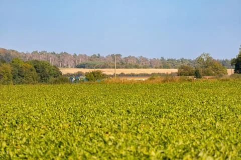 Panoramic view of a field of sugar beets Stock Photos