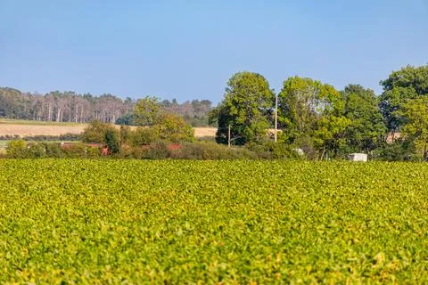 Panoramic view of a field of sugar beets Stock Photos