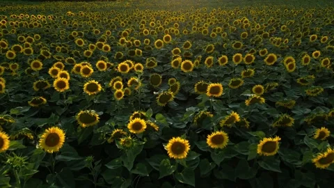 Panoramic view of a field of sunflowers at sunset in southern France. Stock Footage 280208136