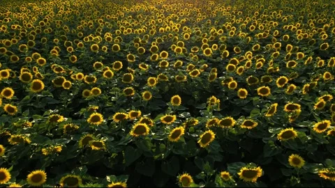 Panoramic view of a field of sunflowers at sunset in southern France. Stock Footage 280208242