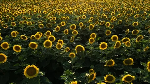 Panoramic view of a field of sunflowers at sunset in southern France. Stock Footage 280208244