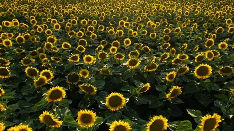 Panoramic view of a field of sunflowers at sunset in southern France. Stock Footage 280208246
