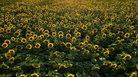 Panoramic view of a field of sunflowers at sunset in southern France. Stock Footage 280208281