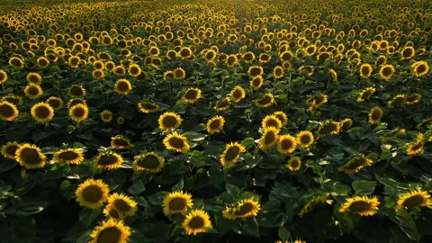 Panoramic view of a field of sunflowers at sunset in southern France. Stock Footage 280208344
