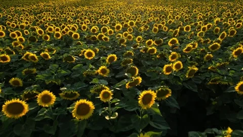 Panoramic view of a field of sunflowers at sunset in southern France. Stock Footage 280208411