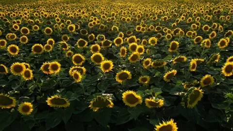 Panoramic view of a field of sunflowers at sunset in southern France. Stock Footage 280208464