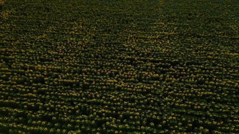 Panoramic view of a field of sunflowers at sunset in southern France. Stock Footage 280208465