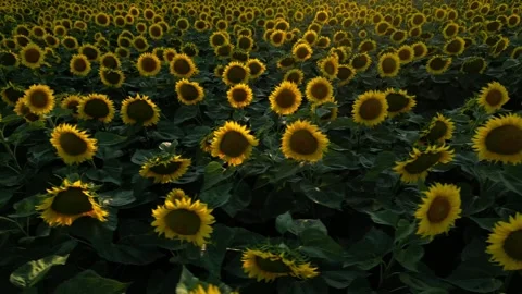Panoramic view of a field of sunflowers at sunset in southern France. Stock Footage 280208482