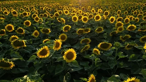 Panoramic view of a field of sunflowers at sunset in southern France. Stock Footage 280208558