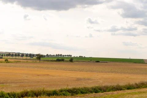 Panoramic view of a field with trees in row and straw roll Stock Photos