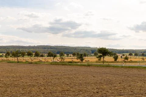 Panoramic view of a field with trees in row and straw roll Stock Photos
