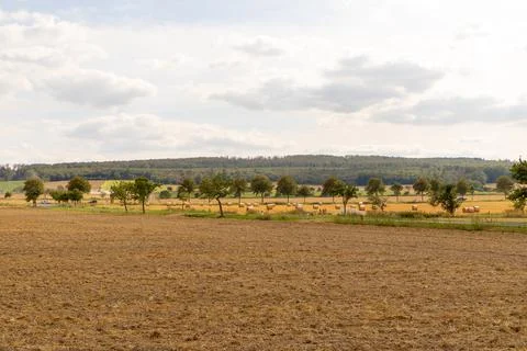 Panoramic view of a field with trees in row and straw roll Foto stock
