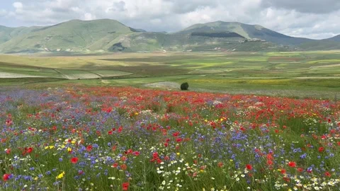 Panoramic view of field with wild flowering in the Pian Grande Stock Footage 245288809