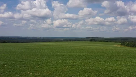 Panoramic view of flowering potato field, white potato flowers, aerial view Stock Footage 245637375