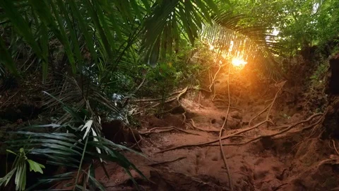 Panoramic view of footpath in jungle illuminated by sun shining through lush Stock Footage 94226509