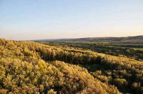Panoramic view of the forest from above. Stock Photos