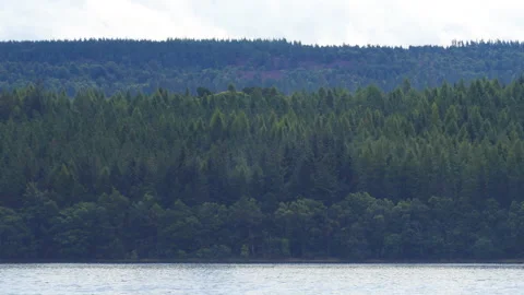 A panoramic view of a forest and a lake. Stock Footage 112684433
