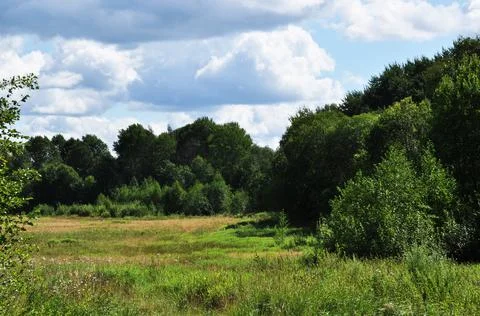 Panoramic view of the forest and meadow. Summer day in the forest. Stock Photos
