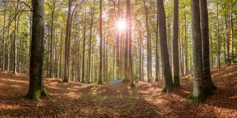 Panoramic view in forest with beech trees and sunbeam Stock Photos