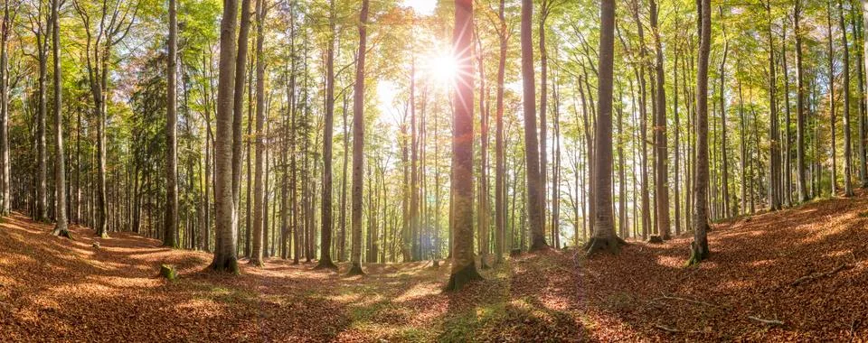 Panoramic view in forest with beech trees and sunbeam Stock Photos