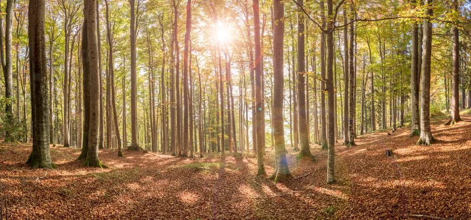 Panoramic view in forest with beech trees and sunbeam Stock Photos