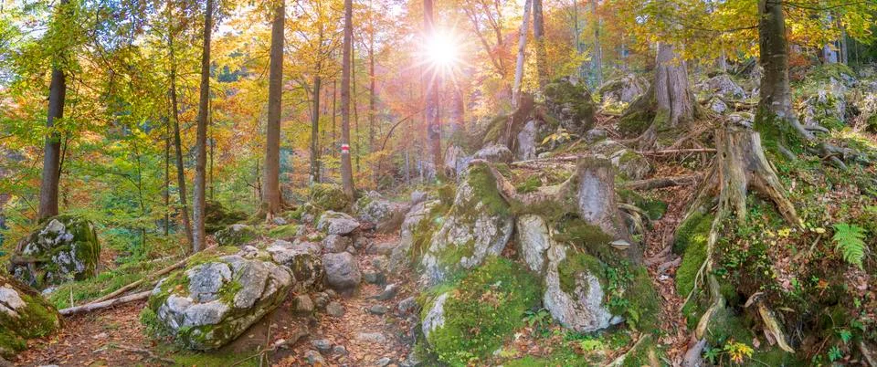 Panoramic view in forest with beech trees and sunbeam Stock Photos
