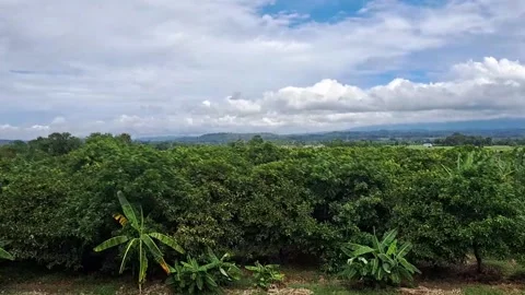 Panoramic View of Forest Canopy and Mountains Stock Footage 331415414