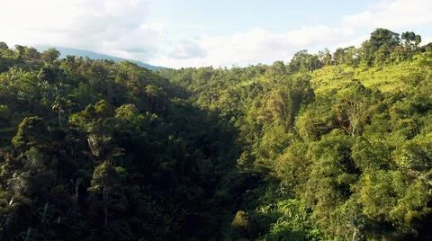 Panoramic view of a forest covered with lots of green trees, sunshine and gen Foto stock