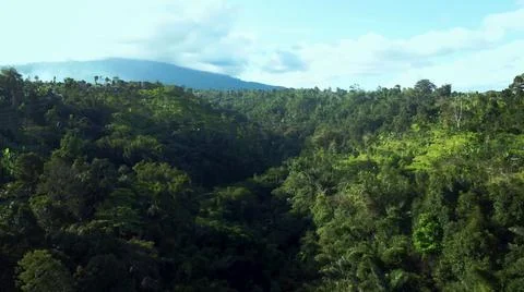Panoramic view of a forest covered with lots of green trees, sunshine and gen Stock Photos