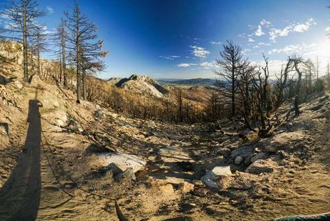 A panoramic view of a forest with a few trees that are dead Stock Photos