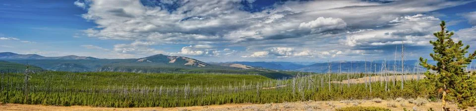 Panoramic view of forest fire damage and recovery from roadside in Yellowstone Stock Photos
