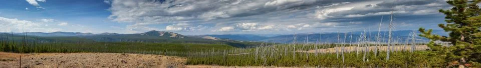 Panoramic view of forest fire damage and recovery from roadside in Yellowstone Stock Photos