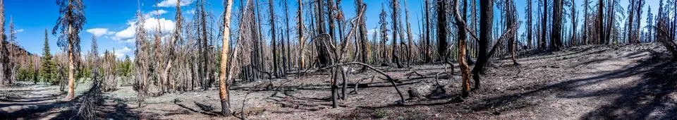 Panoramic view of forest fire effect on coniferous trees in Lassen Volcanic Stock Photos