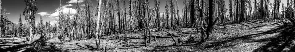 Panoramic view of forest fire effect on coniferous trees in Lassen Volcanic Stock Photos