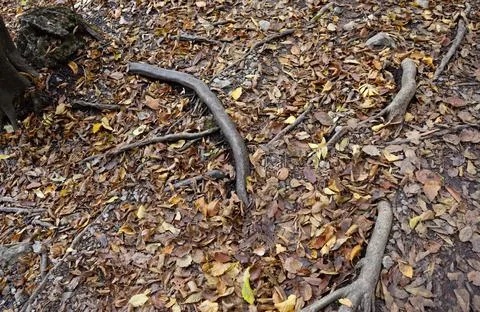 Panoramic view of forest floor full of leaves in autumn time 库存照片