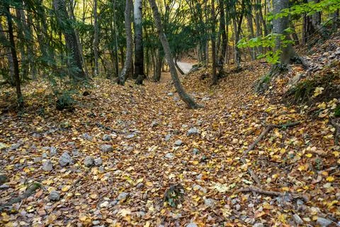 Panoramic view of forest floor full of leaves in autumn time Stock Photos