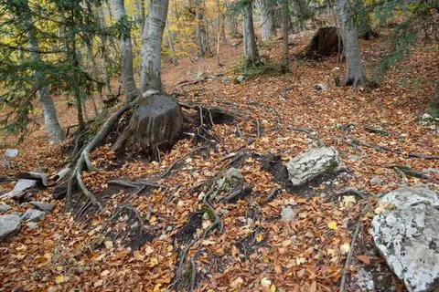 Panoramic view of forest floor full of leaves in autumn time Stock Photos