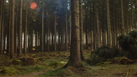 Panoramic view of the forest Stock-Footage 107941114