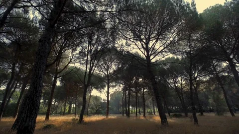 Panoramic View of a Forest 스톡 동영상 108775633