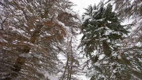Panoramic view in the forest Stock Footage 228753594