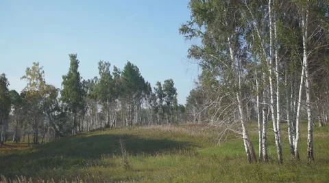 Panoramic view of forest growing in wild nature Stock Footage 67168350