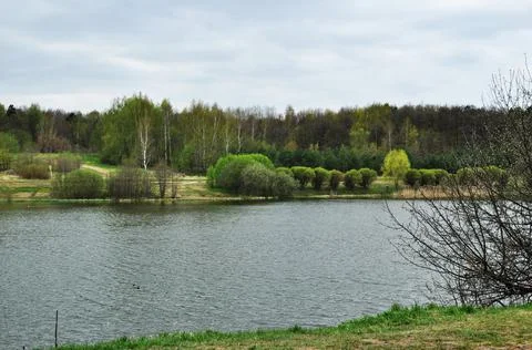 Panoramic view of the forest lake. Stock Photos