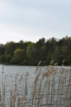 Panoramic view of the forest lake through the reeds. Stock Photos